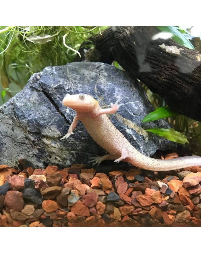 Spanish Ribbed Newt Leucistic 1558